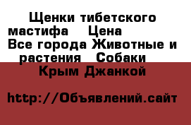 Щенки тибетского мастифа. › Цена ­ 30 000 - Все города Животные и растения » Собаки   . Крым,Джанкой